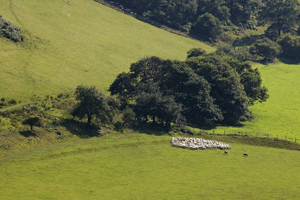Sheep at Castell-y-Bere 1